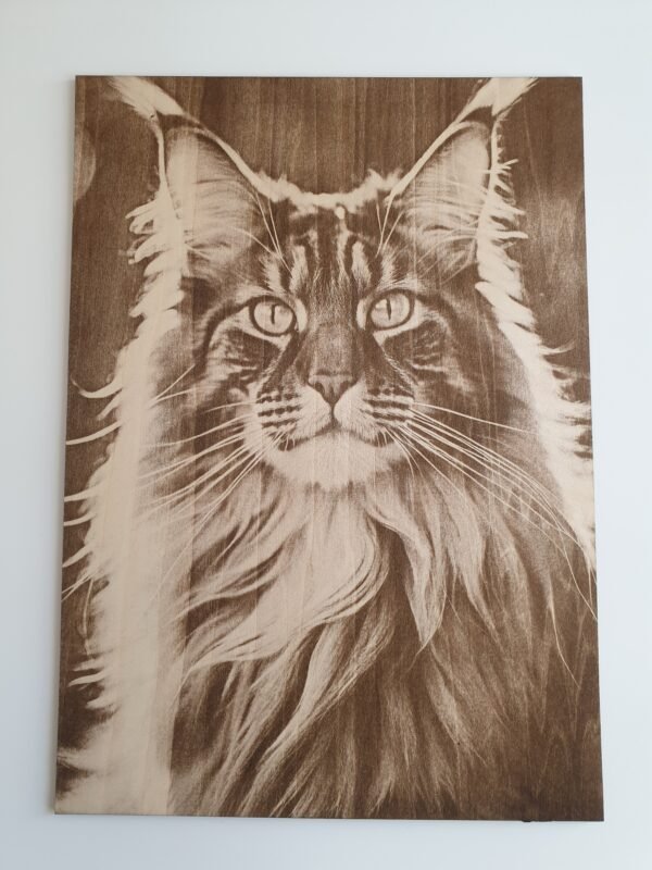 maine coon en tilleul brut